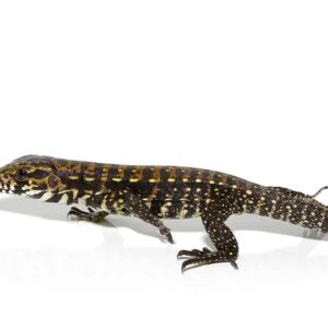 Home porphura tegu for sale