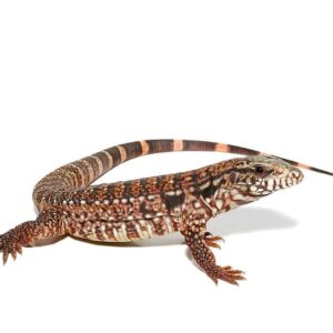 Home silver panther tegu for sale