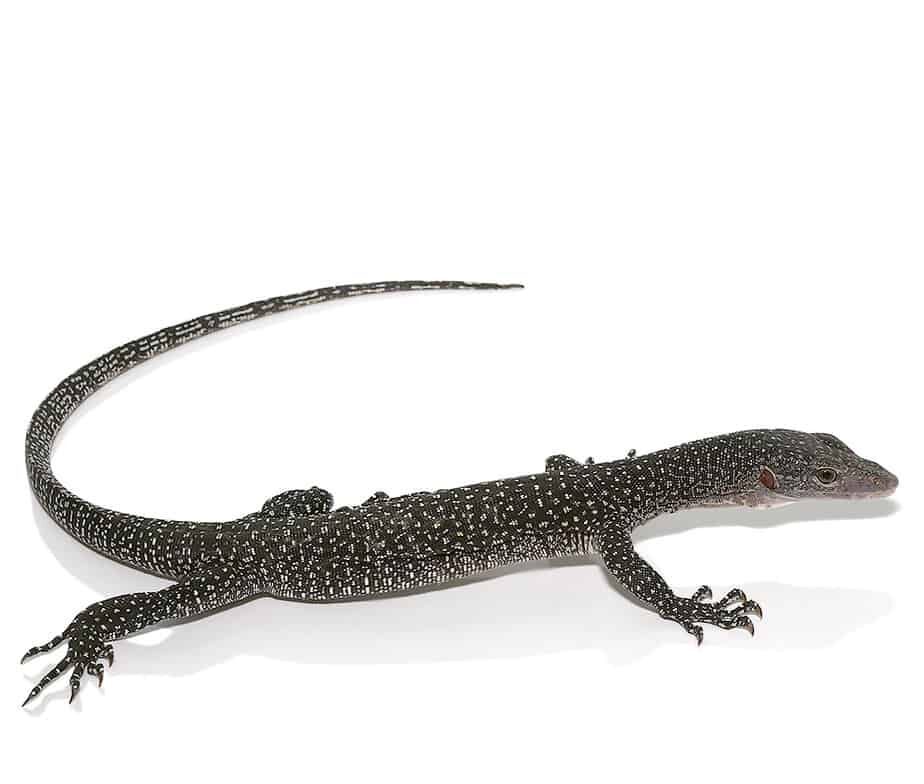 silver phase solomon island mangrove monitor for sale silver phase solomon island mangrove monitor for sale