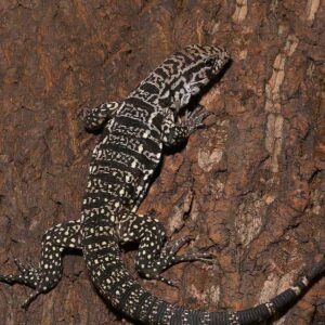 Home yearling argentine black and white tegu for sale