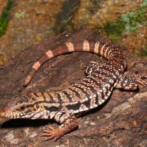 Home yearling high white red tegu for sale