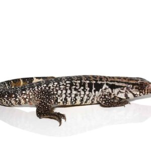 Home yearling snowmaker tegu for sale