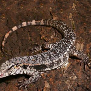 Home yearling super red tegu for sale