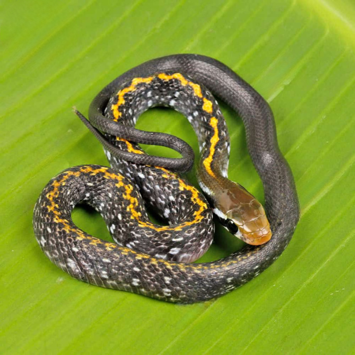 baby black copper ratsnake for sale baby black copper ratsnake for sale