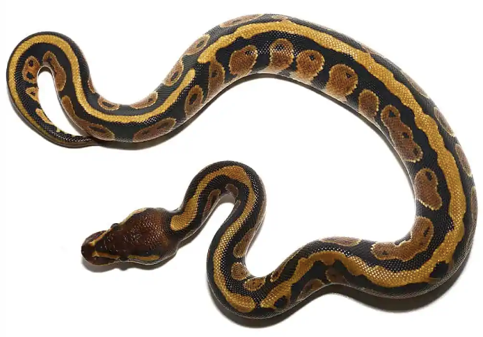 baby dinker ball pythons