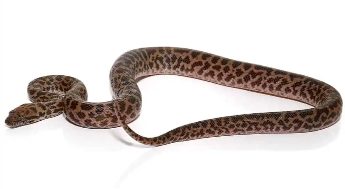 Baby Spotted Python For Sale baby spotted python