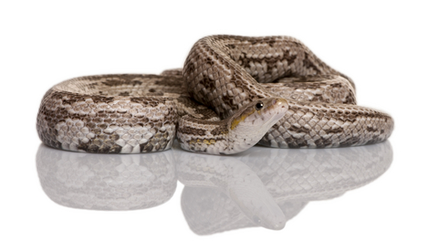 bairds rat snake for sale bairds rat snake for sale
