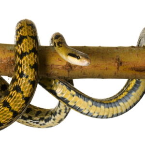 taiwan beauty ratsnake for sale