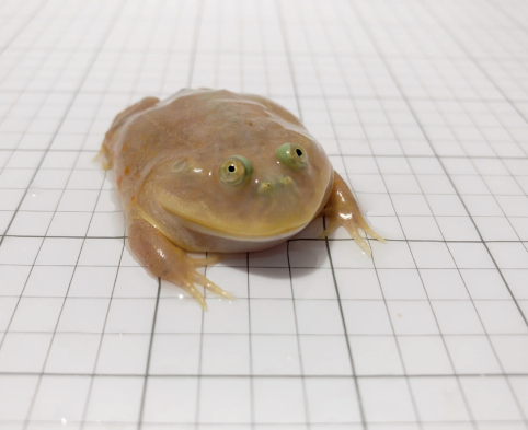 Budgett’s Frog for Sale budgetts frog for sale