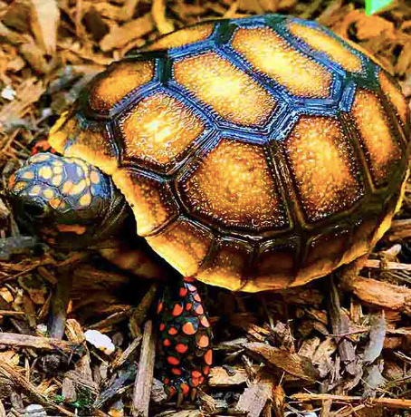 red foot tortoise for sale 1
