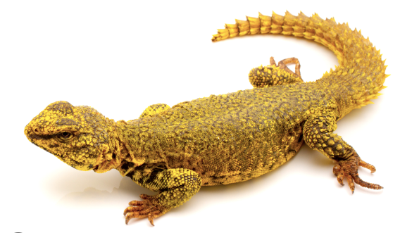 super yellow uromastyx for sale