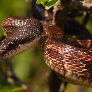 texas rat snake for sale