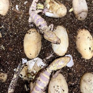 hatchling albino alligator for sale