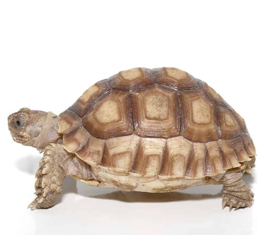 Yearling Sulcata Tortoise For Sale yearling sulcata tortoise e1744234413853