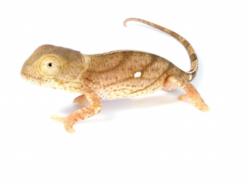 yellow lip parsons chameleon for sale 