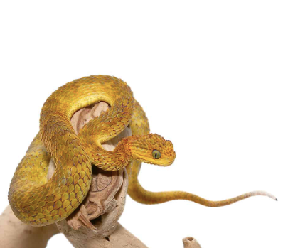 Yellow Squamigera Bush Viper For Sale yellow orange squamigera bush viper