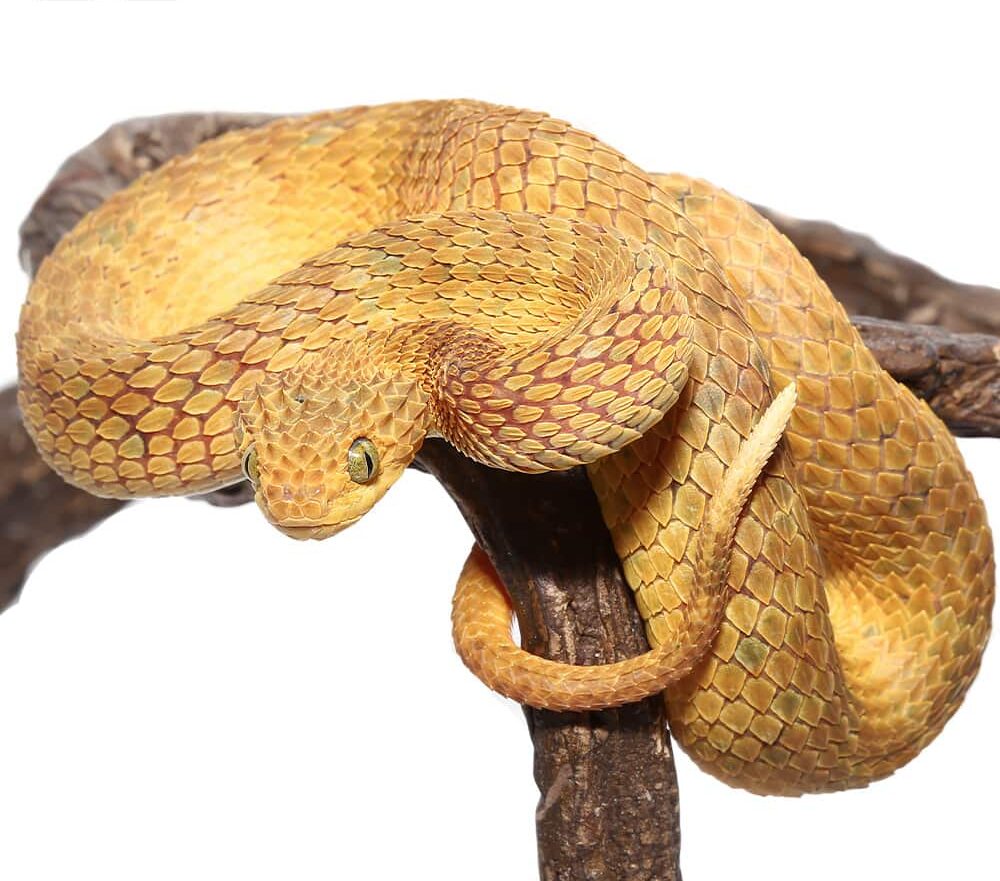 Yellow Squamigera Bush Viper For Sale yellow squamigera bush viper e1722042199308