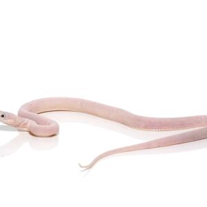 c.b. baby scaleless leucistic everglades ratsnake for sale