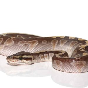 baby butter ghi ball python for sale