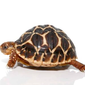 baby indian star tortoise for sale