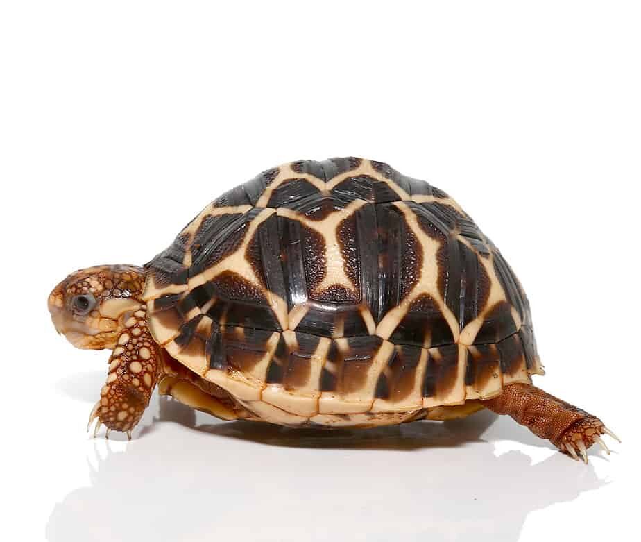 baby indian star tortoise for sale baby indian star tortoise for sale