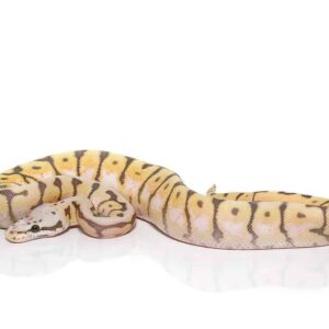 baby killerbee scaleless head ball python for sale