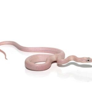c.b. baby leucistic everglades ratsnake het scaleless for sale