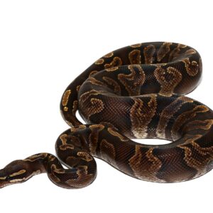 chocolate ghi ball python for sale