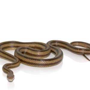 6 foot yellow ratsnake for sale