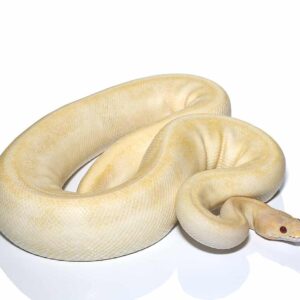 pinstripe candino champagne ball python for sale