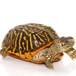 desert ornate box turtle for sale