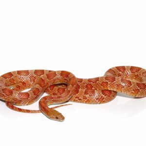 c.b. hypo possible het scaleless cornsnake for sale