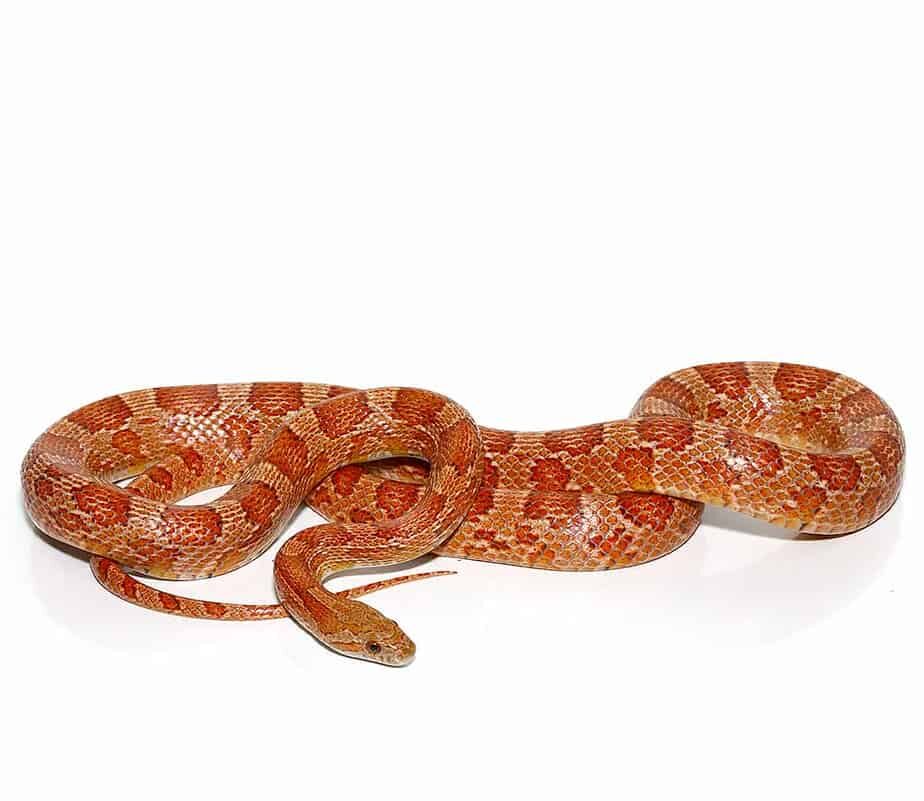 c.b. hypo possible het scaleless cornsnake for sale