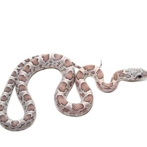 c.b. baby anery sunkissed cornsnake het hypo lava striped motley for sale