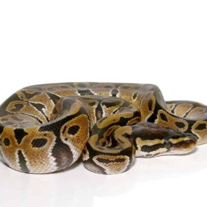 baby ball python het vpi axanthic for sale