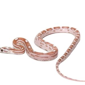 baby coral ghost motley cornsnake het striped for sale