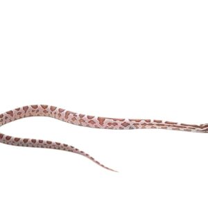 c.b. baby coral ghost stripe cornsnake for sale