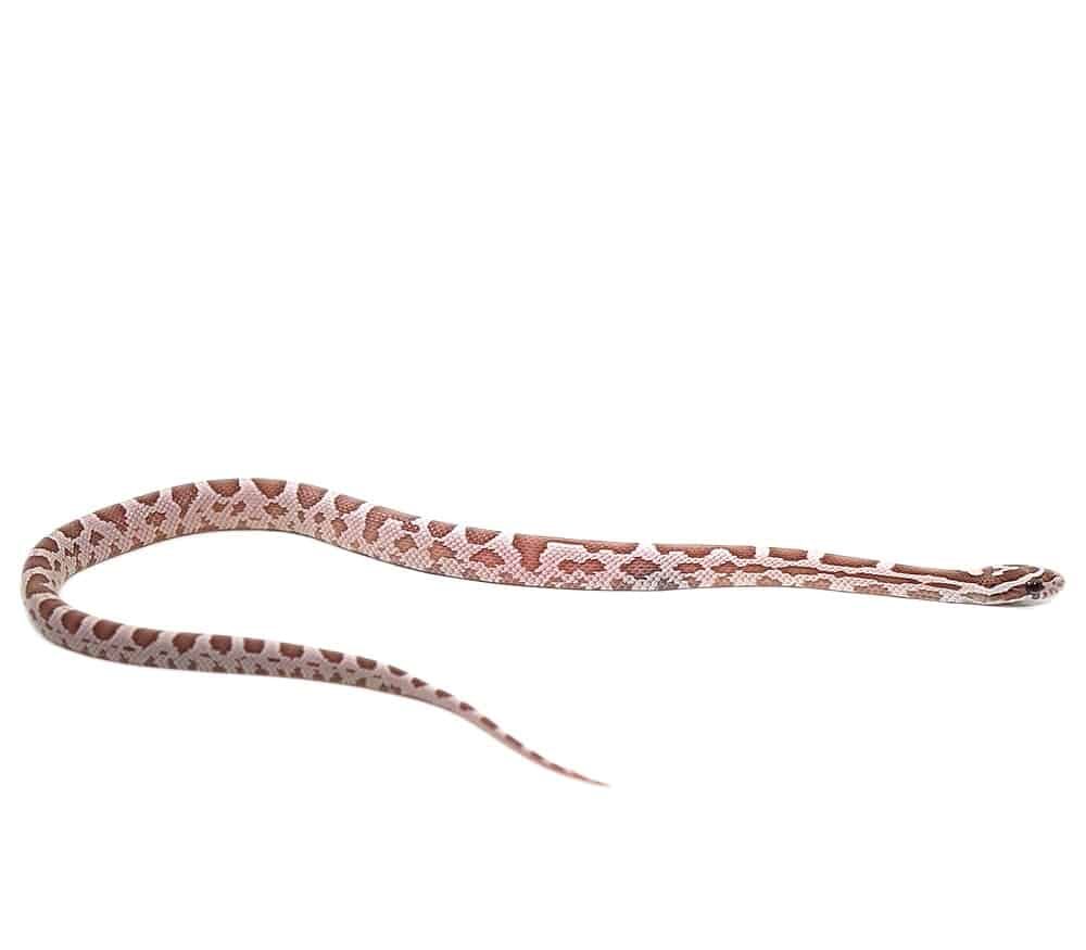 c.b. baby coral ghost stripe cornsnake for sale