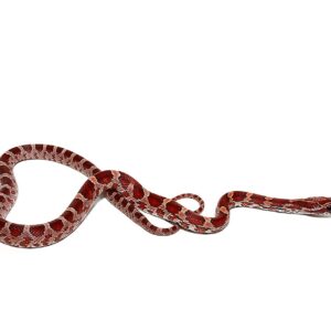 baby normal double het amel palmetto cornsnake for sale