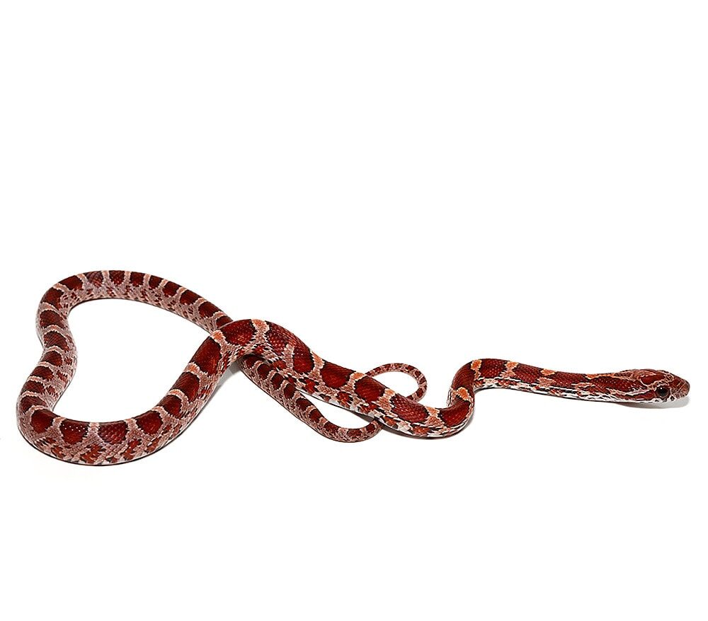 baby normal double het amel palmetto cornsnake for sale