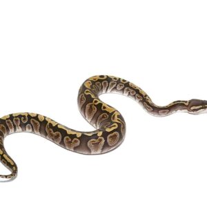 baby ghi russo het orange dream ball python for sale