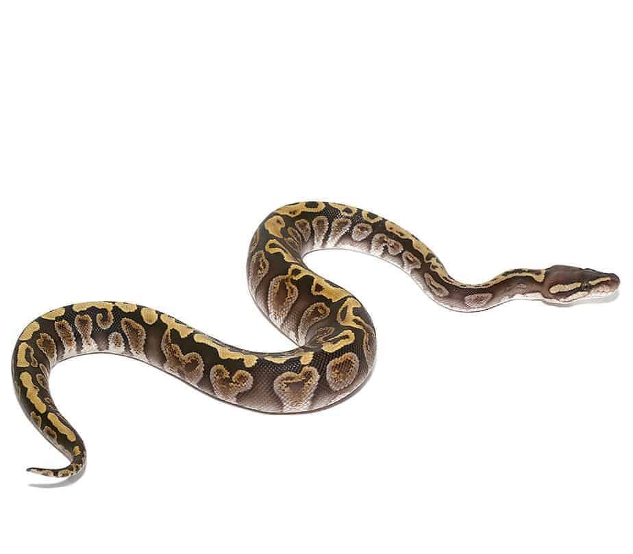 baby ghi russo het orange dream ball python for sale