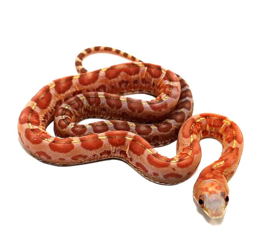 baby hypo scaleless everglades ratsnake for sale baby hypo scaleless everglades ratsnake for sale