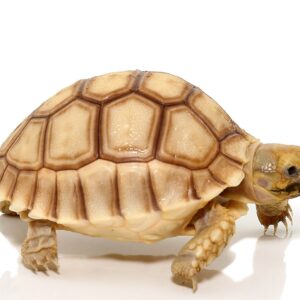 baby hypo sulcata tortoise for sale