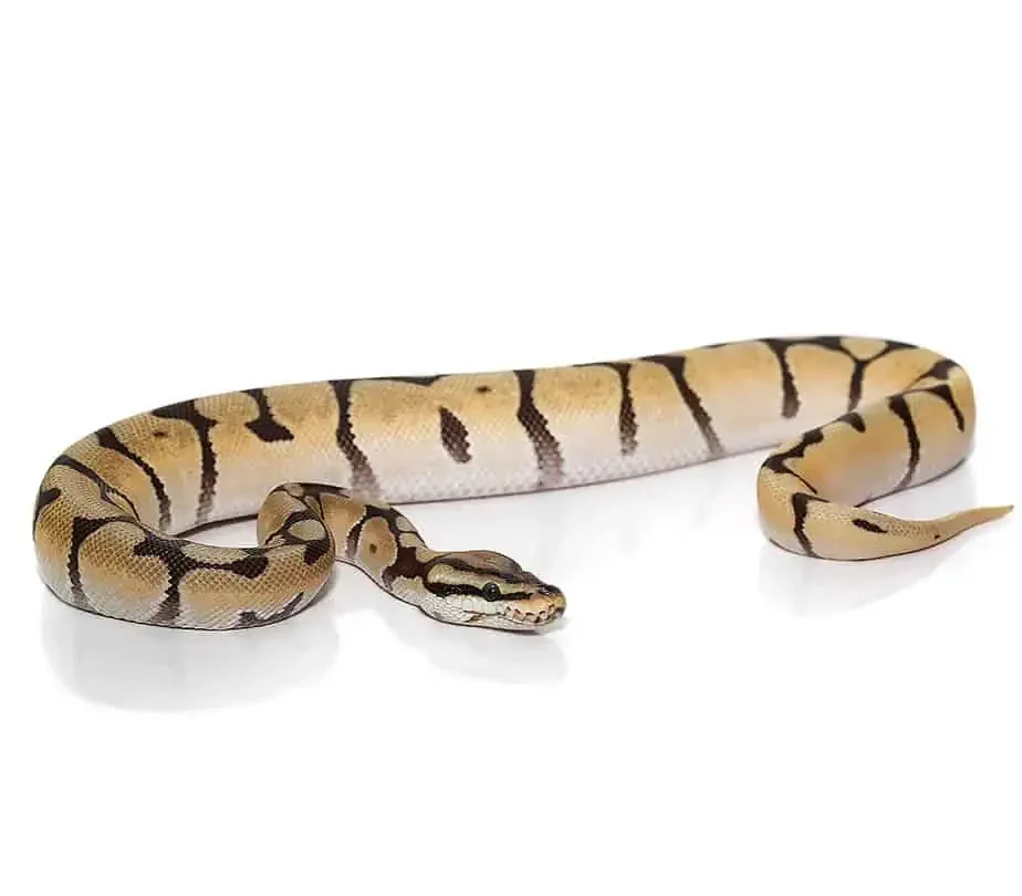 baby mystic orange dream spider ball python het orange ghost for sale