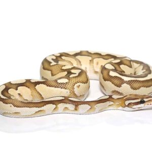 baby orange dream butter fire ball python for sale