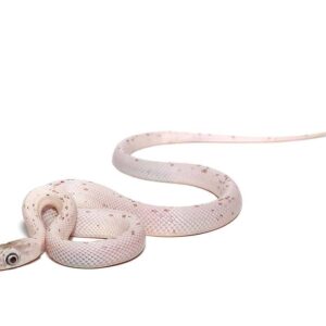 baby palmetto poss het scaleless motley anery amel cornsnake for sale