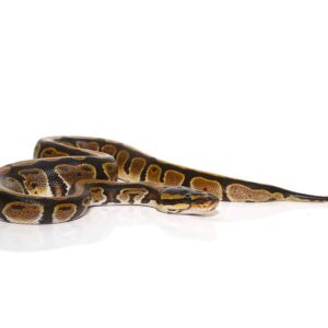 baby striped dinker ball python for sale