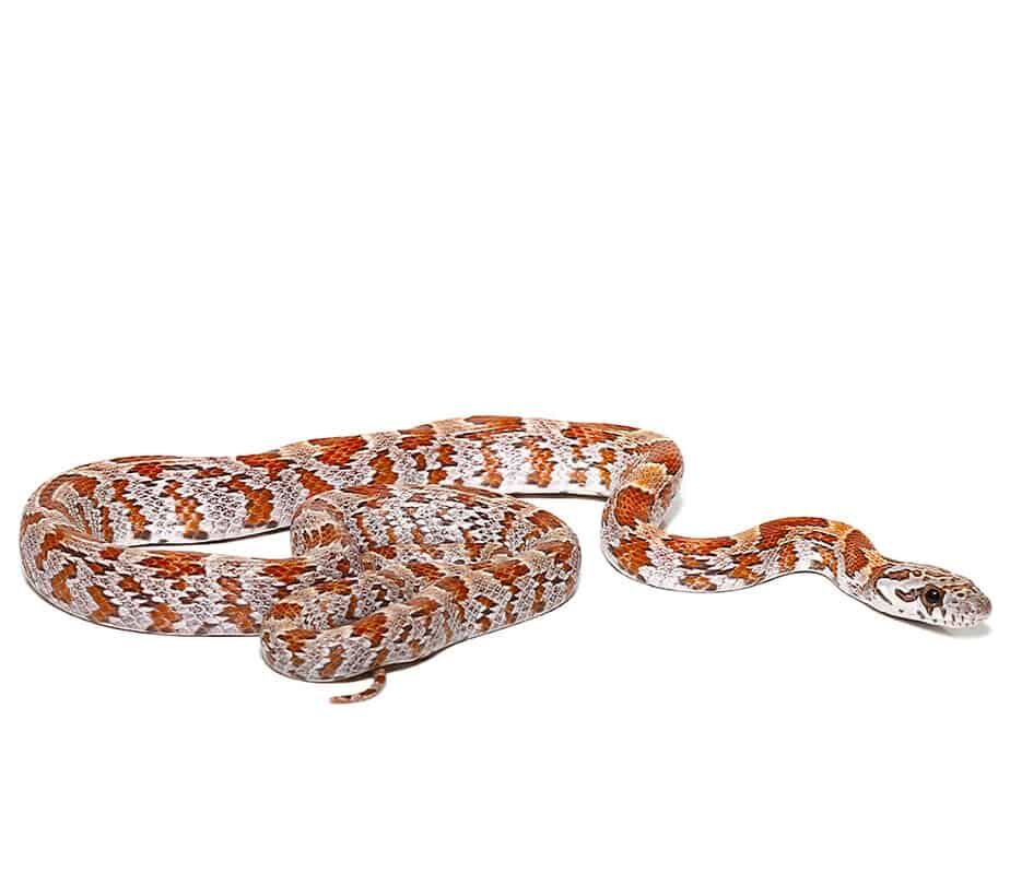 baby sunkissed cornsnake double het caramel and hypo for
