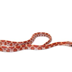 c.b. baby sunkissed cornsnake for sale